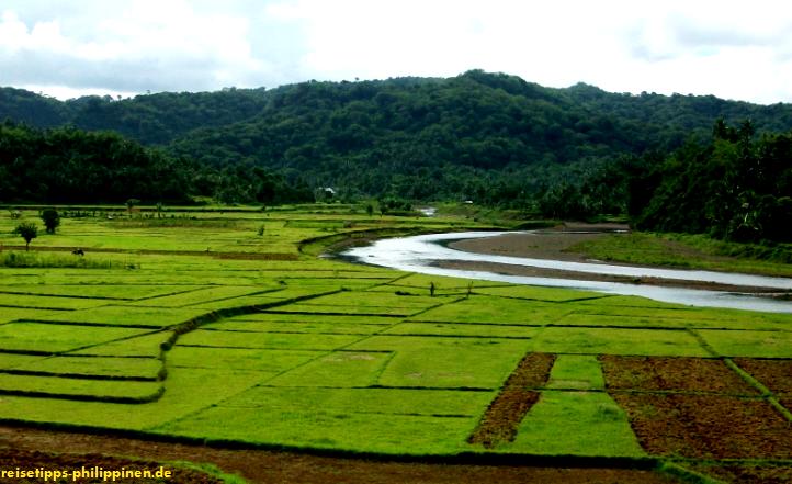 Reisfelder sdlich von Viga, Catanduanes