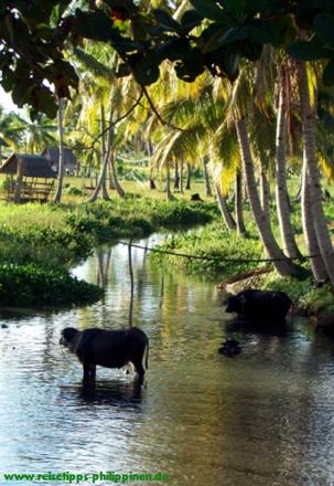 carabaos
