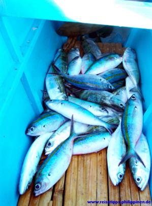 Fische