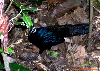 Pfau