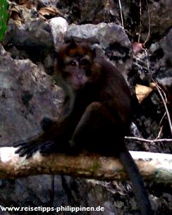 Affe