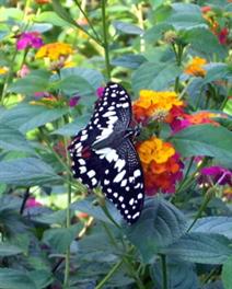 Schmetterling