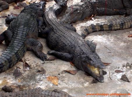 Krokodile
