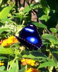 Schmetterling
