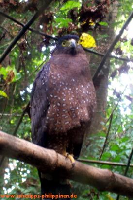 Vogel