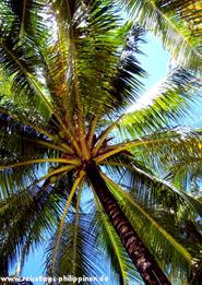 palme