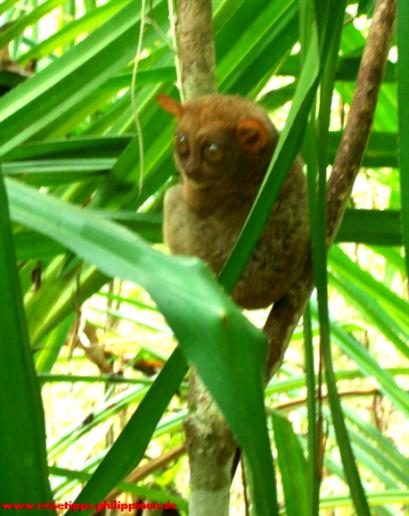 Tarsier, Bohol