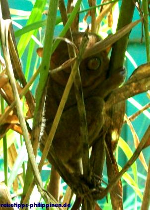 Tarsier in der Foundation bei Corella