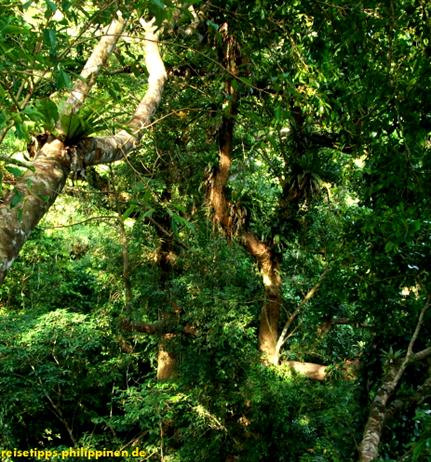 Park am Mount Isarog