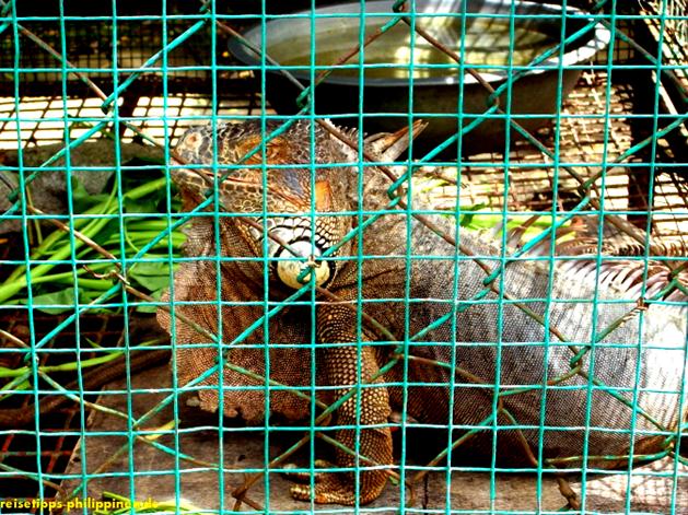 Albay Park & Wildlife, Legazpi