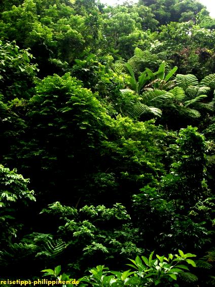 Vegetation an den Busay Wasserfllen in Albay